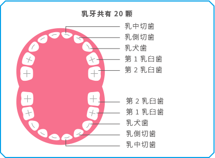 乳牙共有20颗 