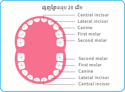 ធ្មេញព្រៃសរុប 20 ដើម 