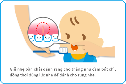 Giữ nhẹ bàn chải đánh răng cho thẳng như cầm bút chì, đồng thời dùng lực nhẹ để đánh cho rung nhẹ.